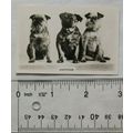 1939 Senior Service Dogs No. 7 Griffons