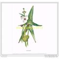ARROWHEAD, FROM FAMILIAR WILD FLOWERS, c1902, B...