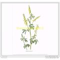YELLOW MELILOT, FROM FAMILIAR WILD FLOWERS, c19...