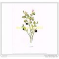 BILBERRY, FROM FAMILIAR WILD FLOWERS, c1902, Bo...