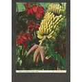 Postcard Canary Islands Gran Canaria John Hinde...