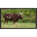 Majestic Ankole-Watusi in a Lush Field A3 Black
