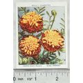 1939 Wills Garden Flowers New Varieties 2nd No....