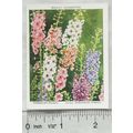 1939 Wills Garden Flowers New Varieties 2nd No....