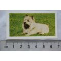 1961 Hornimans Tea Dogs No. 19 Cairn Terrier