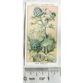 1936 Wills, Wild Flowers No. 37 Sea Holly