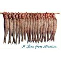 POSTCARD A Line from Aberdeen with TURRIFF Doub...