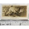 1926 Pattreiouex Real Photos Animals No. CA26 -...