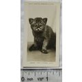 1926 Pattreiouex Real Photos Animals No. CA16 -...