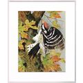 Lesser Spotted Woodpecker Mounted Bird Picture ...