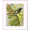 Redstart Mounted Bird Picture Print Cream Mount...