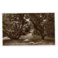 Cromer, Woodland Path, Warren Woods, Norfolk, R...