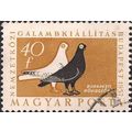 HUNGARY, BIRDS, Pigeon Exhibition, orange 1957,...