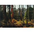 Forets de Gascogne France Postcard posted 1971 VGC