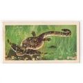 1972 Brooke Bond Tea card Prehistoric Animals C...