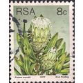 SOUTH AFRICA, FLOWERS, Protea mundii, grey 1977...