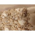 100 Dairy Cow Isopods, Woodlice, SMALL Porcelli...