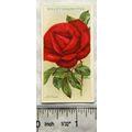 1912 Wills Roses No. 33 J. B. Clark