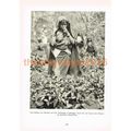 Tamil Maiden in Tea Plantation, Sri Lanka (Ceyl...