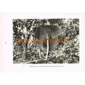 Bull Elephant, DRC, (Belgian Congo), Africa, Ph...