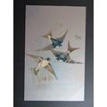 House Martin Birds Vintage Postcard