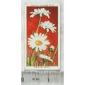 1937 Wills Wild Flowers 2nd series No. 23 Ox-ey...