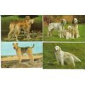 Animals DOGS 7 Postcards by J. Salmon