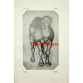 Camel, Pisanello, Book Illustration (Print), 1929