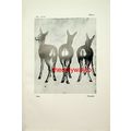 Deer, Pisanello, Book Illustration (Print), 1929