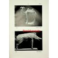 Camel, Chinese T'ang & Boar Gallo Roman, Book I...