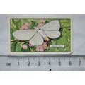 1938 Gallaher's Butterflies & Moths No. 29 Gold...