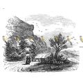 Undercliff (Bonchurch To Blackgang), Isle Of Wi...