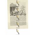 Spiders in Kings Palace, Chinese Bible Illustra...