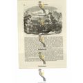 Zayat & Burmese Temple, Book Illustration (Prin...