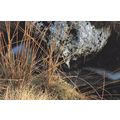 Ger Cadair Idris Welsh Local Nature Photographe...