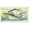 Freshwater Fish 1960 Brooke Bond Tea Card 29 - ...