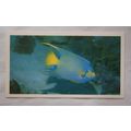 1988 Players Doncella The Living Ocean No. 20 Q...