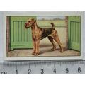 1936 Gallaher Dogs 1st Series No. 19 The Airedale