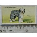 1937 Wills Dogs No. 31 Old English Sheepdog