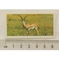 1977 Goodies card Wild Life No. 12 Grant's Gazelle