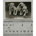 1939 Senior Service Dogs No. 35 Dalmatian Puppies