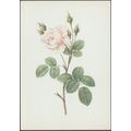 Rose - Rosa Muscosa, c.1960s - Fernand Hazan Po...