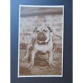 British Bulldog Vintage Postcard
