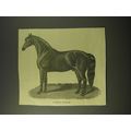 1887 Illustration of a Typical Exmoor Horse