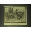 1887 Illustration by J Payne Ad - Begum Pilly G...