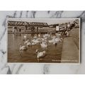 Sun Ray Series 1950s Postcard The Swans Weynout...