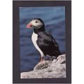 BIRDS POSTCARD PUFFIN AT HOLY ISLAND - A SALMON...