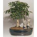 Hawaiian Umbrella Bonsai TreeStone Landscape Sc...