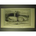 1887 Illustration of First Prize Coleshill Pigs
