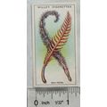 1928 Wills Wonders of the Sea No. 42 Sea Pens